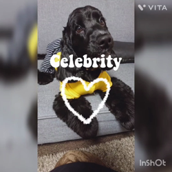 関口小満ブリーダーからお迎えしたイングリッシュコッカースパニエル：日向（ひなた）くん