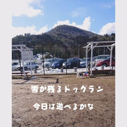 関口小満ブリーダーからお迎えしたイングリッシュコッカースパニエル：日向（ひなた）くん