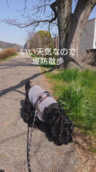 関口小満ブリーダーからお迎えしたイングリッシュコッカースパニエル：日向（ひなた）くん