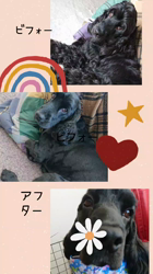 関口小満ブリーダーからお迎えしたイングリッシュコッカースパニエル：日向（ひなた）くん