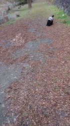 関口小満ブリーダーからお迎えしたイングリッシュコッカースパニエル：日向（ひなた）くん