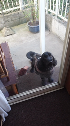 関口小満ブリーダーからお迎えしたイングリッシュコッカースパニエル：日向（ひなた）くん