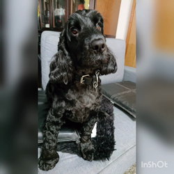 関口小満ブリーダーからお迎えしたイングリッシュコッカースパニエル：日向（ひなた）くん