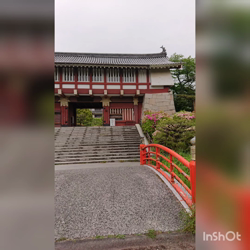 関口小満ブリーダーからお迎えしたイングリッシュコッカースパニエル：日向（ひなた）くん