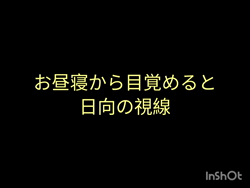 関口小満ブリーダーからお迎えしたイングリッシュコッカースパニエル：日向（ひなた）くん