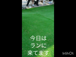 関口小満ブリーダーからお迎えしたイングリッシュコッカースパニエル：日向（ひなた）くん