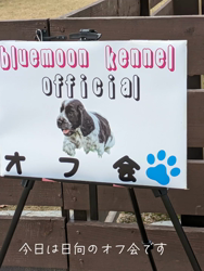 関口小満ブリーダーからお迎えしたイングリッシュコッカースパニエル：日向（ひなた）くん