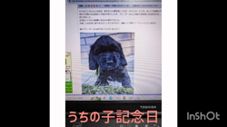 関口小満ブリーダーからお迎えしたイングリッシュコッカースパニエル：日向（ひなた）くん