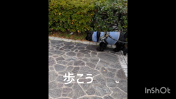 関口小満ブリーダーからお迎えしたイングリッシュコッカースパニエル：日向（ひなた）くん