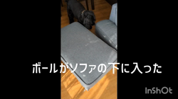 関口小満ブリーダーからお迎えしたイングリッシュコッカースパニエル：日向（ひなた）くん
