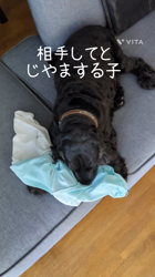 関口小満ブリーダーからお迎えしたイングリッシュコッカースパニエル：日向（ひなた）くん