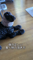 関口小満ブリーダーからお迎えしたイングリッシュコッカースパニエル：日向（ひなた）くん