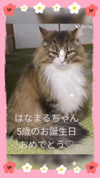 関口小満ブリーダーからお迎えしたイングリッシュコッカースパニエル：日向（ひなた）くん