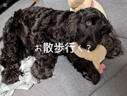 関口小満ブリーダーからお迎えしたイングリッシュコッカースパニエル：日向（ひなた）くん