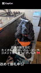 関口小満ブリーダーからお迎えしたイングリッシュコッカースパニエル：日向（ひなた）くん