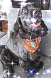 関口小満ブリーダーからお迎えしたイングリッシュコッカースパニエル：日向（ひなた）くん