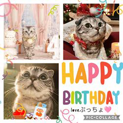 関口小満ブリーダーからお迎えしたイングリッシュコッカースパニエル：日向（ひなた）くん