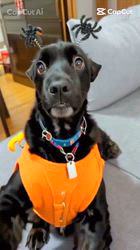 関口小満ブリーダーからお迎えしたイングリッシュコッカースパニエル：日向（ひなた）くん