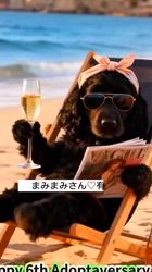 関口小満ブリーダーからお迎えしたイングリッシュコッカースパニエル：日向（ひなた）くん