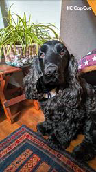 関口小満ブリーダーからお迎えしたイングリッシュコッカースパニエル：日向（ひなた）くん