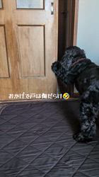 関口小満ブリーダーからお迎えしたイングリッシュコッカースパニエル：日向（ひなた）くん