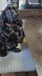 関口小満ブリーダーからお迎えしたイングリッシュコッカースパニエル：日向（ひなた）くん