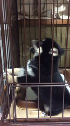 渡邉昌次ブリーダーからお迎えした柴犬：日向ちゃん