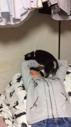 渡邉昌次ブリーダーからお迎えした柴犬：日向ちゃん