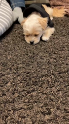 大野優賢ブリーダーからお迎えしたチワプー(トイプードル×チワワ)：モモちゃん