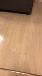 大野優賢ブリーダーからお迎えしたチワプー(トイプードル×チワワ)：モモちゃん