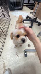 大野優賢ブリーダーからお迎えしたチワプー(トイプードル×チワワ)：モモちゃん