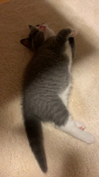 村井令枝ブリーダーからお迎えしたブリティッシュショートヘア：いずみちゃん