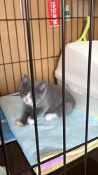 村井令枝ブリーダーからお迎えしたブリティッシュショートヘア：いずみちゃん