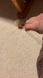 村井令枝ブリーダーからお迎えしたブリティッシュショートヘア：いずみちゃん