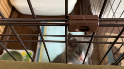 村井令枝ブリーダーからお迎えしたブリティッシュショートヘア：いずみちゃん