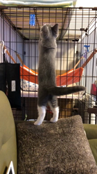 村井令枝ブリーダーからお迎えしたブリティッシュショートヘア：いずみちゃん