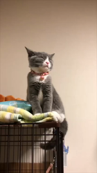 村井令枝ブリーダーからお迎えしたブリティッシュショートヘア：いずみちゃん