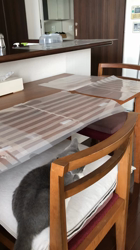 村井令枝ブリーダーからお迎えしたブリティッシュショートヘア：いずみちゃん