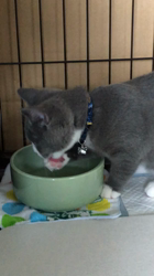 村井令枝ブリーダーからお迎えしたブリティッシュショートヘア：いずみちゃん