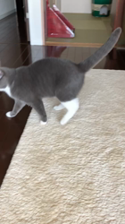 村井令枝ブリーダーからお迎えしたブリティッシュショートヘア：いずみちゃん