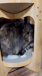 中村英裕ブリーダーからお迎えしたノルウェージャンフォレストキャット：フルちゃん
