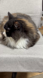 中村英裕ブリーダーからお迎えしたノルウェージャンフォレストキャット：フルちゃん