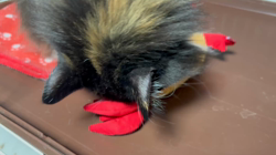 中村英裕ブリーダーからお迎えしたノルウェージャンフォレストキャット：フルちゃん