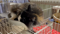 中村英裕ブリーダーからお迎えしたノルウェージャンフォレストキャット：フルちゃん