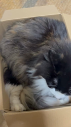 中村英裕ブリーダーからお迎えしたノルウェージャンフォレストキャット：フルちゃん