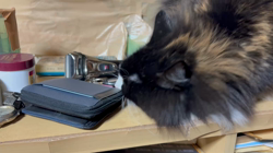 中村英裕ブリーダーからお迎えしたノルウェージャンフォレストキャット：フルちゃん