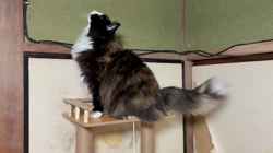 中村英裕ブリーダーからお迎えしたノルウェージャンフォレストキャット：フルちゃん