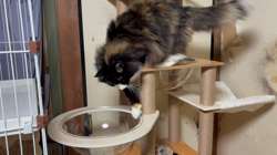 中村英裕ブリーダーからお迎えしたノルウェージャンフォレストキャット：フルちゃん