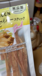 須田弘子ブリーダーからお迎えした柴犬：咲貴ちゃん