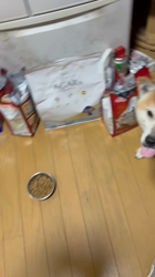 須田弘子ブリーダーからお迎えした柴犬：咲貴ちゃん